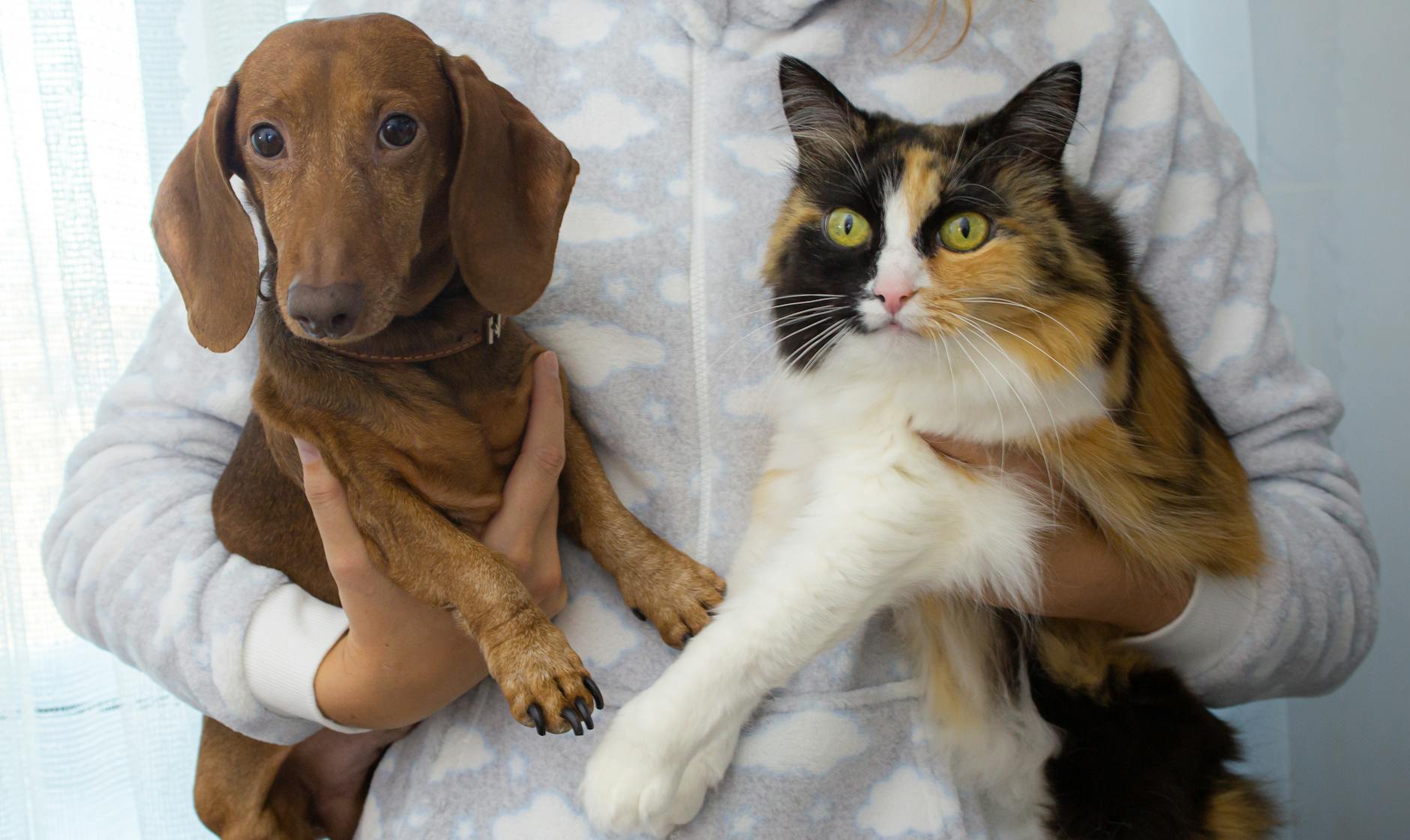 Person holding a brown dog and a cat thinking how to find Cheap Pet Insurance