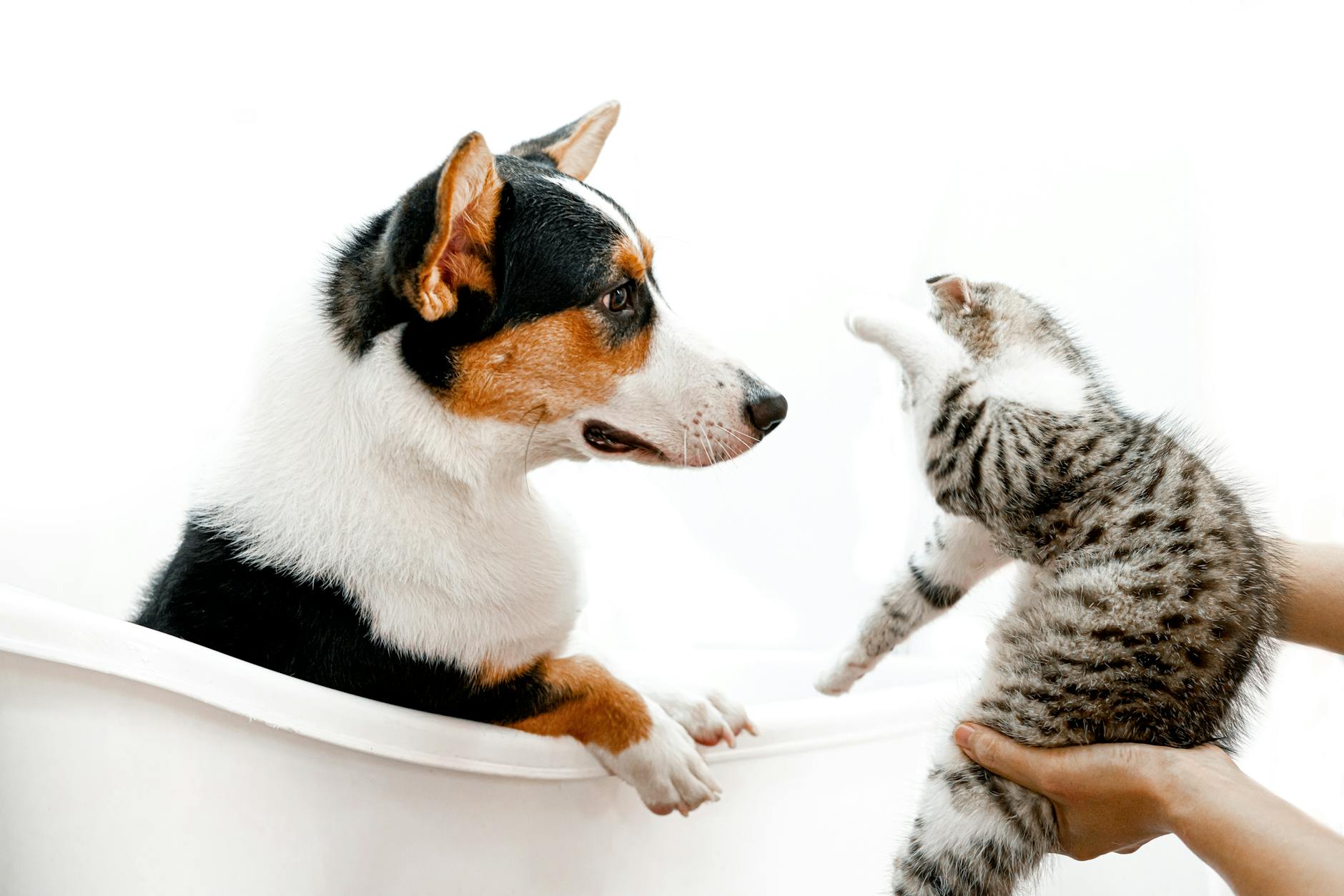 photo of cat and dog